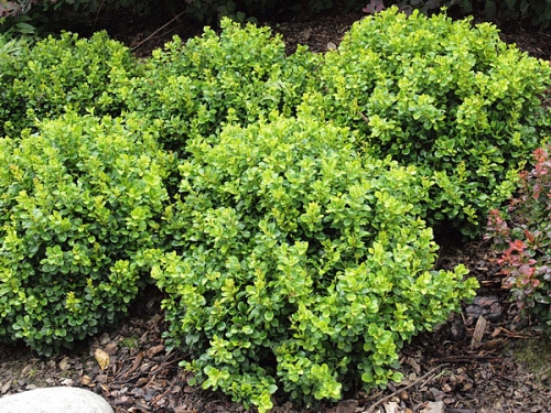 Berberis thunbergii 'Kobold' 